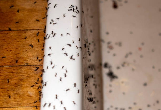 Arden Hills, MN Pest Control Company